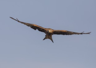 Red kite (Milvus milvus), Extremadura, Castilla La Mancha, Spain