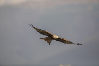 Red kite (Milvus milvus), Extremadura, Castilla La Mancha, Spain