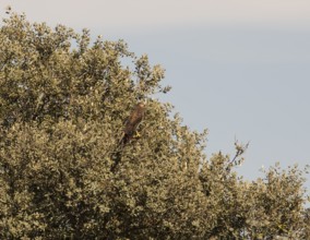 Marsh harrier (Circus aeruginosus), Extremadura, Castilla La Mancha, Spain