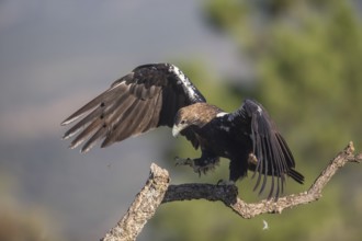 Iberian Eagle (Aquila adalberti), Spanish imperial eagle, Extremadura, Castilla La Mancha, Spain