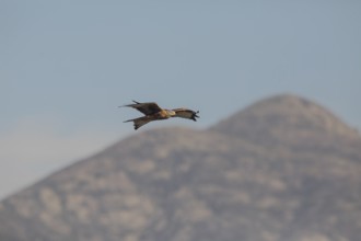 Red kite (Milvus milvus), Extremadura, Castilla La Mancha, Spain
