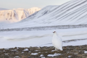 Rock ptarmigan (Lagopus muta hyperborea) male in white winter plumage with red eyebrows on snow