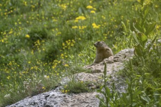 Marmot (Marmota marmota), Monte Baldo, Veneto, Italy