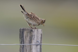 Chirping skylark (Alauda arvensis) on a fence post, Lower Rhine, North Rhine-Westphalia, Germany