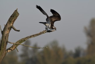 Osprey (Pandion haliaetus) flying from a tree, Lower Rhine, North Rhine-Westphalia, Germany