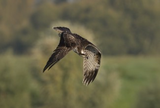 Osprey (Pandion haliaetus) in a dive, Lower Rhine, North Rhine-Westphalia, Germany