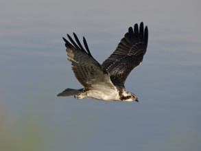 Flying osprey (Pandion haliaetus), Lower Rhine, North Rhine-Westphalia, Germany