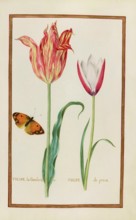 Tulips, Historical, digitally enhanced reproduction from Theatrum florae (1624) by Daniel Rabel