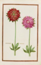 Anemone doubles, double anemone, historical, digitally enhanced reproduction from Theatrum florae
