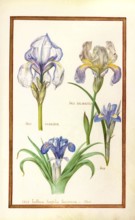Iris, iris, historical, digitally enhanced reproduction from Theatrum florae (1624) by Daniel Rabel