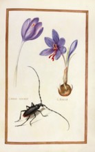 Crocus vernus, spring crocus, historical, digitally enhanced reproduction from Theatrum florae