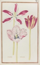 Tulips, Historical, digitally enhanced reproduction from Theatrum florae (1624) by Daniel Rabel
