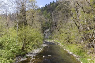 River Wutach in the Wutach Gorge, Black Forest, Baden-Württemberg, Germany