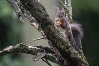 Squirrel (Sciurus vulgaris), North Rhine-Westphalia, Germany