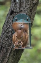Squirrel (Sciurus vulgaris) at the feeder, North Rhine-Westphalia, Germany