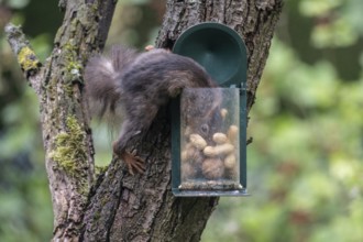 Squirrel (Sciurus vulgaris) at the feeder, North Rhine-Westphalia, Germany