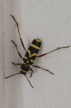 Common ram (Clytus arietis), North Rhine-Westphalia, Germany