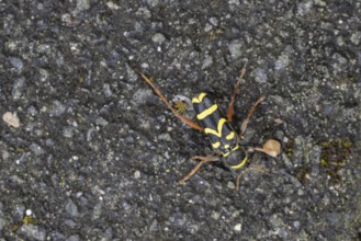 Common ram (Clytus arietis), North Rhine-Westphalia, Germany