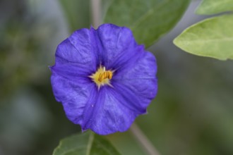 Gentian bush (Lycianthes rantonnetii), Veneto, Italy