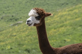 Alpaca (Vicugna pacos), Veneto, Italy