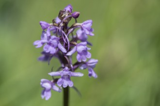 Gymnadenea conopsea, Monte Baldo, Veneto, Italy