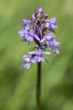 Gymnadenea conopsea, Monte Baldo, Veneto, Italy