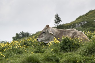 Cow (Bos taurus) on the mountain pasture, Monte Baldo, Veneto, Italy
