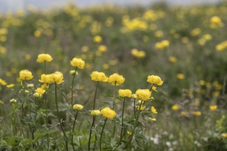 Troll flowers (Trollius europaeus), Monte Baldo, Veneto, Italy