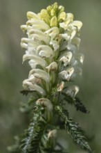Crested lousewort (Pedicularis comosa), Monte Baldo, Veneto, Italy