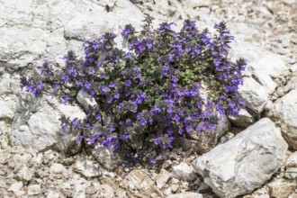 Alpine stonecrop (Clinopodium alpinum), Monte Baldo, Veneto, Italy