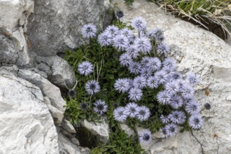 Heart-shaped globe flower (Globularia cordifolia), Monte Baldo, Veneto, Italy