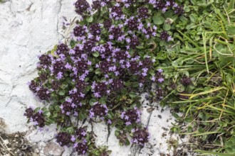 Thymus praecox (Thymus praecox), Monte Baldo, Veneto, Italy
