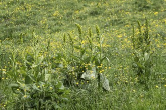 Green germer (Veratrum lobelianum), Monte Baldo, Veneto, Italy