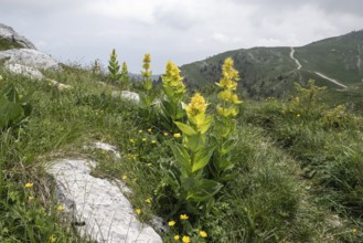 Great yellow gentian (Gentiana lutea), Monte Baldo, Veneto, Italy