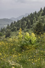 Great yellow gentian (Gentiana lutea), Monte Baldo, Veneto, Italy