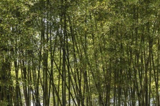 Bamboo (Phyllostachys), Lombardy, Italy