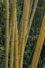 Bamboo (Phyllostachys aurea), Lombardy, Italy