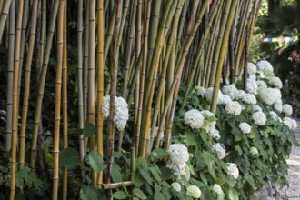 Bamboo (Phyllostachys) and hydrangea (Hydrangea), Lombardy, Italy