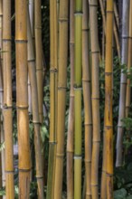 Bamboo (Phyllostachys), Lombardy, Italy
