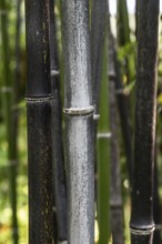 Bamboo (Phyllostachys nigra), Lombardy, Italy