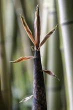 Bamboo (Phyllostachys edulis), young shoots, Lombardy, Italy