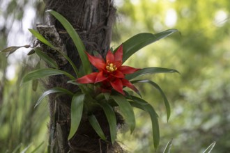 Bromeliad (Bromelia), Lombardy, Italy