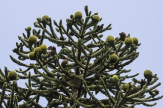 Araucaria (Araucaria araucana), Lombardy, Italy