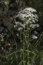 Saxifrage (Saxifraga hostii), Veneto, Italy