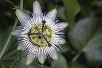 Blue passion flower (Passiflora caerulea), Veneto, Italy