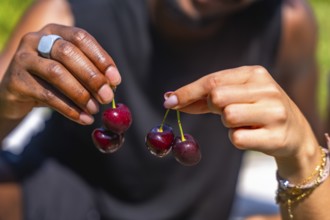 Two farmers proudly displaying ripe cherries during the summer harvest in the vibrant orchard,