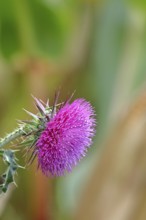 Flower head of the Musk Thistle (Carduus nutans, also known as nodding thistle), by the wayside,