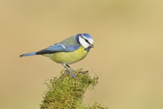 Blue tit (Parus caeruleus), sitting on moss-covered dead wood, Wilnsdorf, North Rhine-Westphalia,
