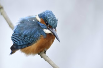 Iridescent blue and orange... Kingfisher (Alcedo atthis), male in winter in the snow, in light