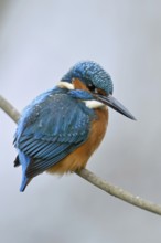 Iridescent blue and orange... Kingfisher (Alcedo atthis), male in winter in the snow, in light